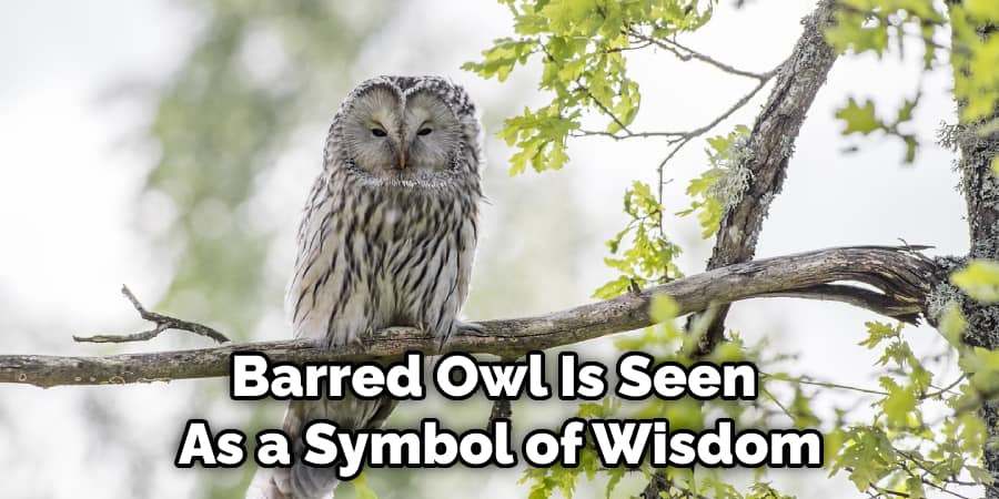 Barred Owl Is Seen  As a Symbol of Wisdom