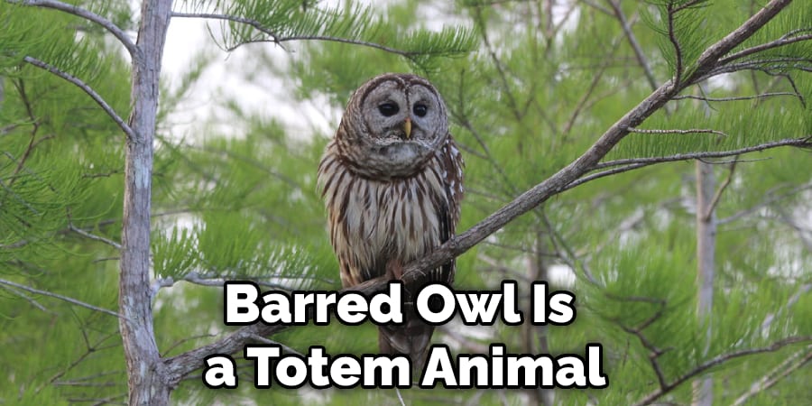 Barred Owl Is a Totem Animal