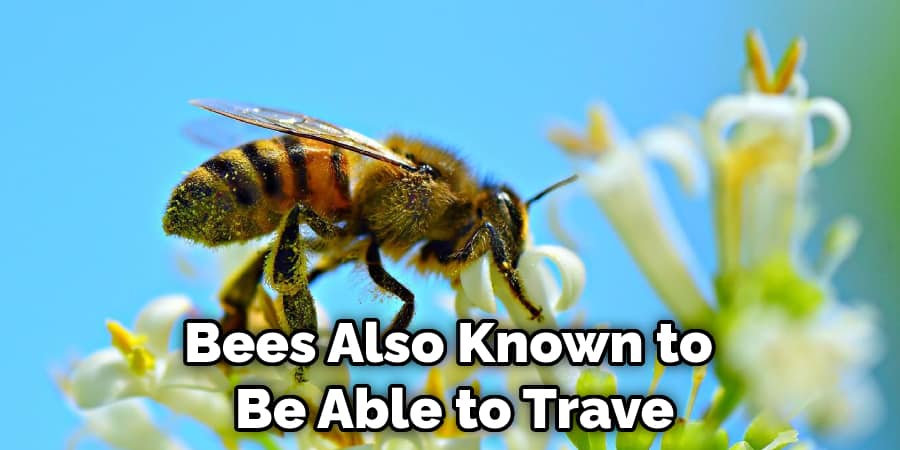 Bees Also Known to  Be Able to Trave