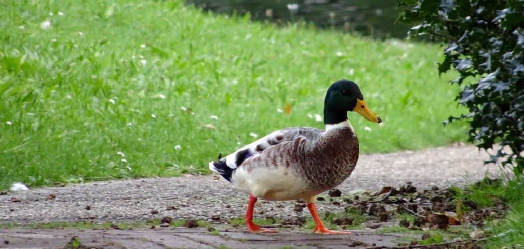 Biblical Meaning of Duck in Dreams 