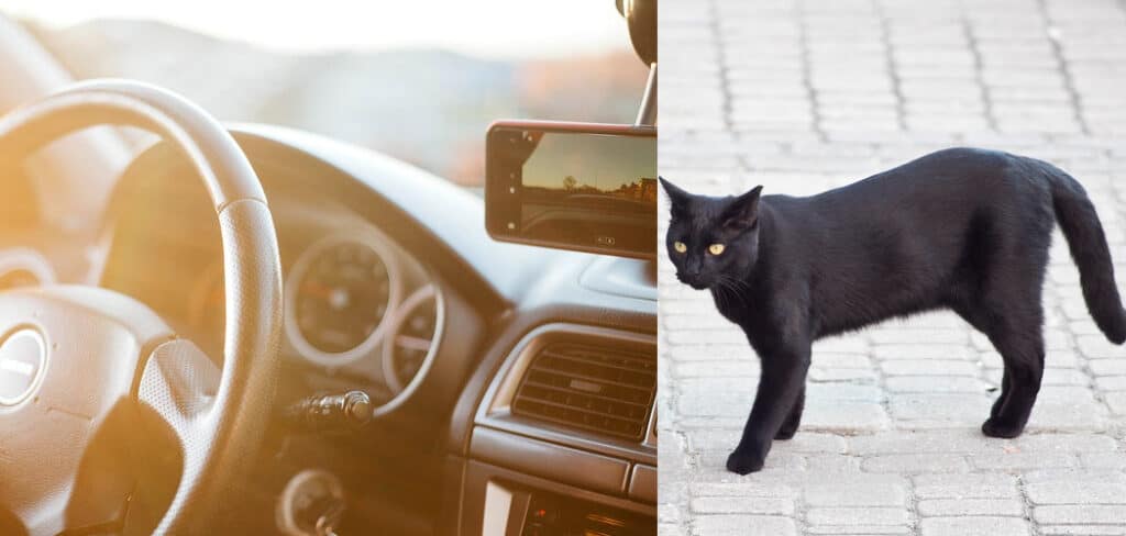 Black Cat Crossing Your Path While Driving Meaning 
