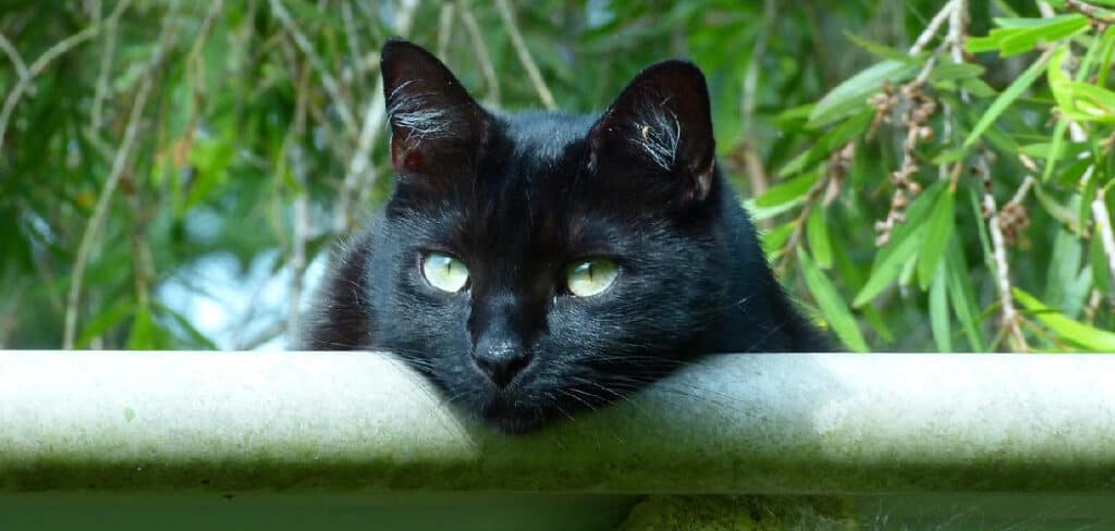 Black Cat Green Eyes Meaning