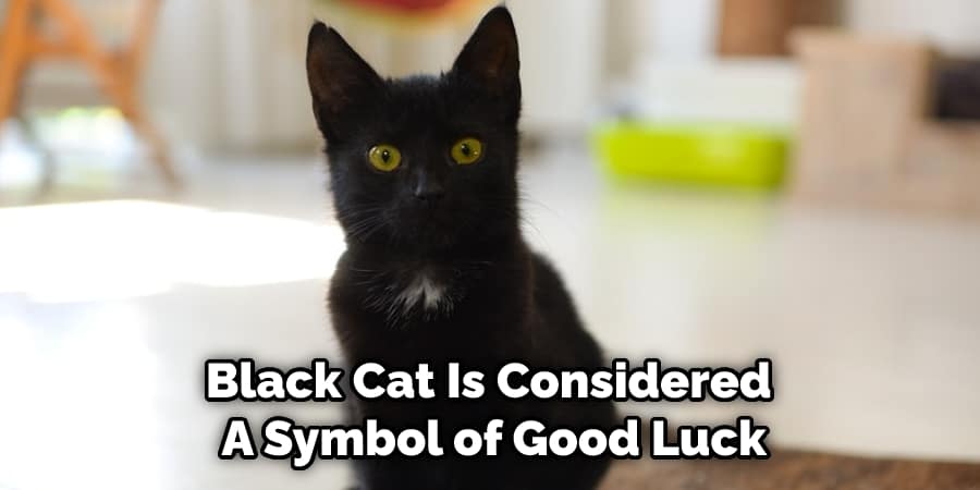 Black Cat Is Considered  A Symbol of Good Luck