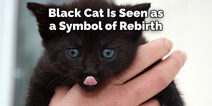 Black Cat Is Seen as a Symbol of Rebirth
