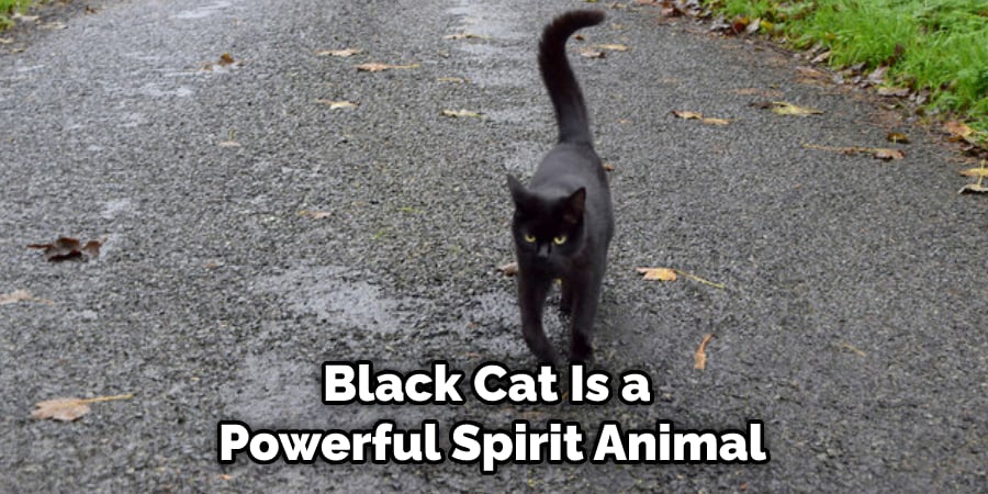 Black Cat Is a  Powerful Spirit Animal