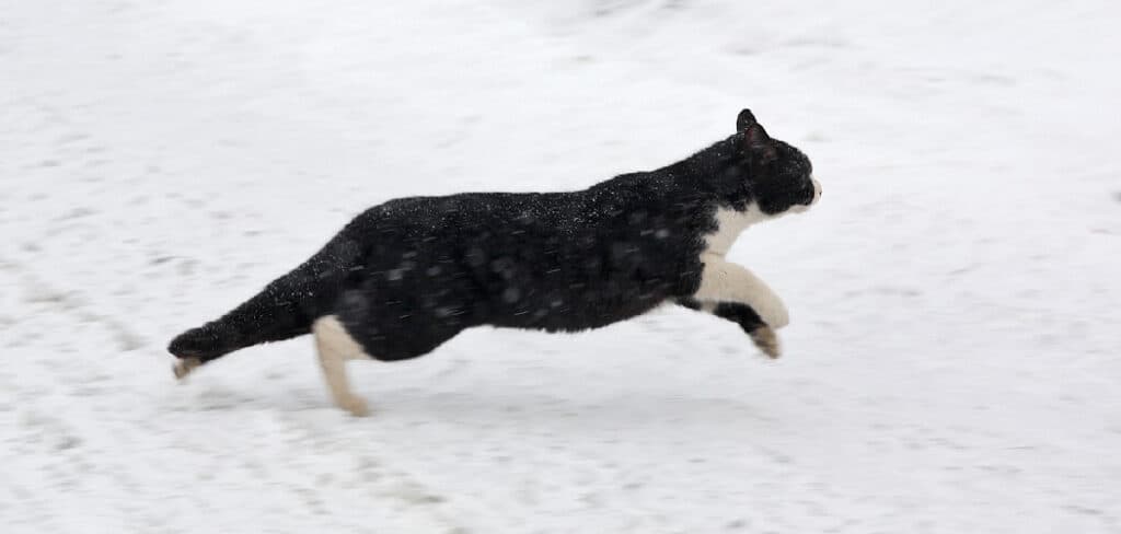 Black Cat Running Meaning