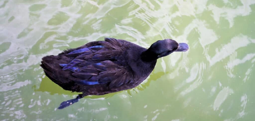 Black Duck Dream Meaning