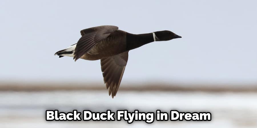  Black Duck Flying in Dream