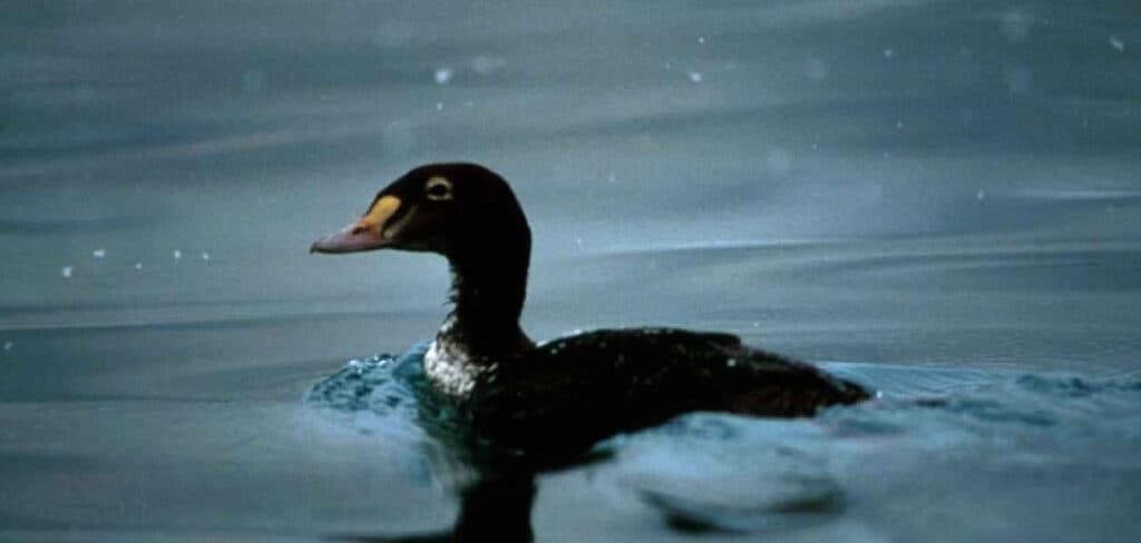 Black Duck Spiritual Meaning