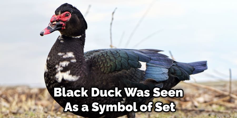 Black Duck Was Seen  As a Symbol of Set