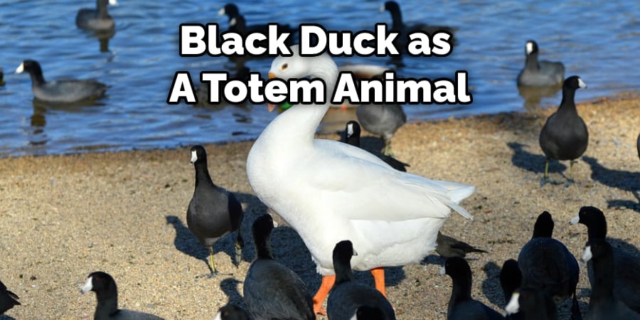Black Duck as  A Totem Animal