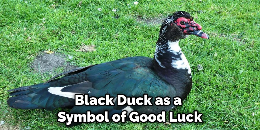 Black Duck as a  Symbol of Good Luck