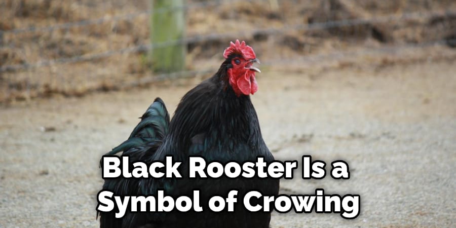 Black Rooster Is a  Symbol of Crowing