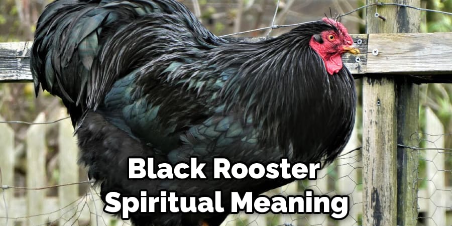 Black Rooster  Spiritual Meaning
