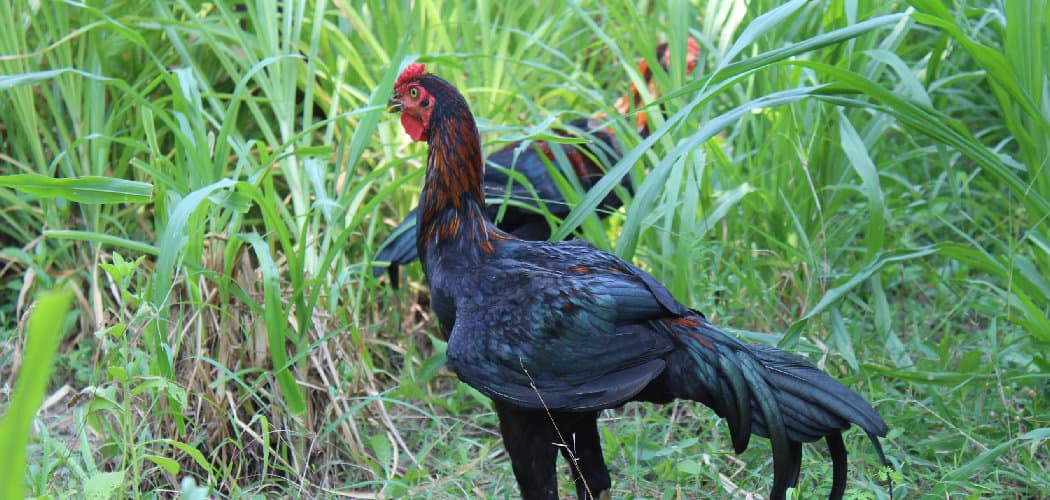 Black Rooster Symbolism