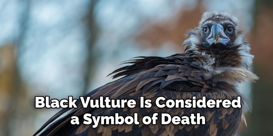 Black Vulture Is Considered  a Symbol of Death