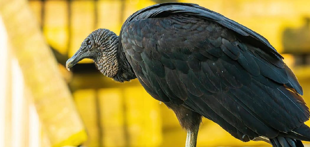 Black Vulture Spiritual Meaning