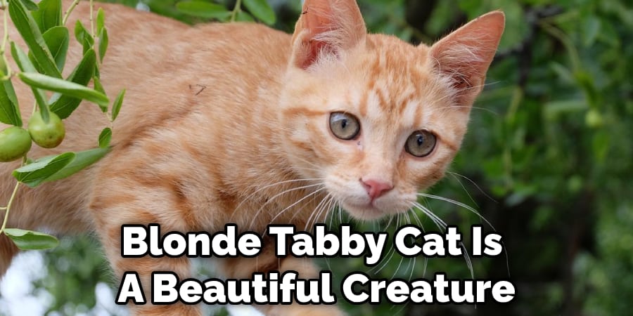 Blonde Tabby Cat Is  A Beautiful Creature
