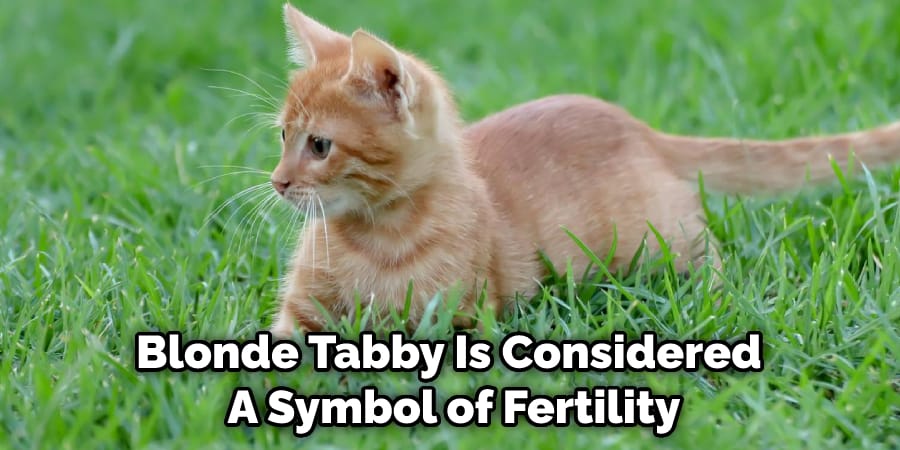 Blonde Tabby Is Considered  A Symbol of Fertility