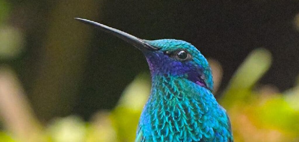 Blue Hummingbird Meaning