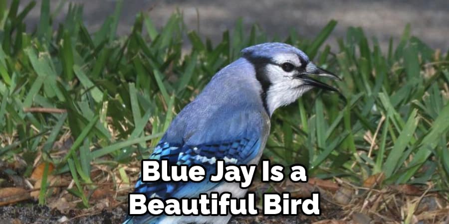 Blue Jay Is a  Beautiful Bird 