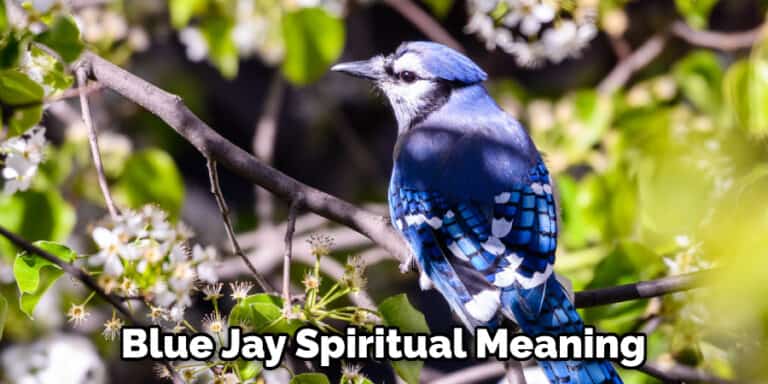 Blue Jay Symbolism Wicca | Helpful Explanation (2023)