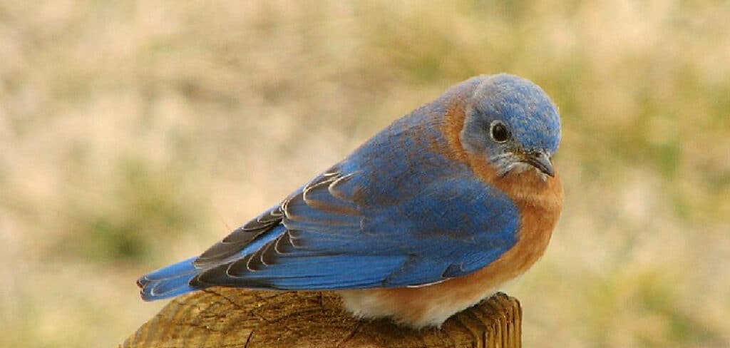 Bluebird Biblical Meaning