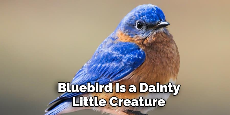 Bluebird Is a Dainty  Little Creature 