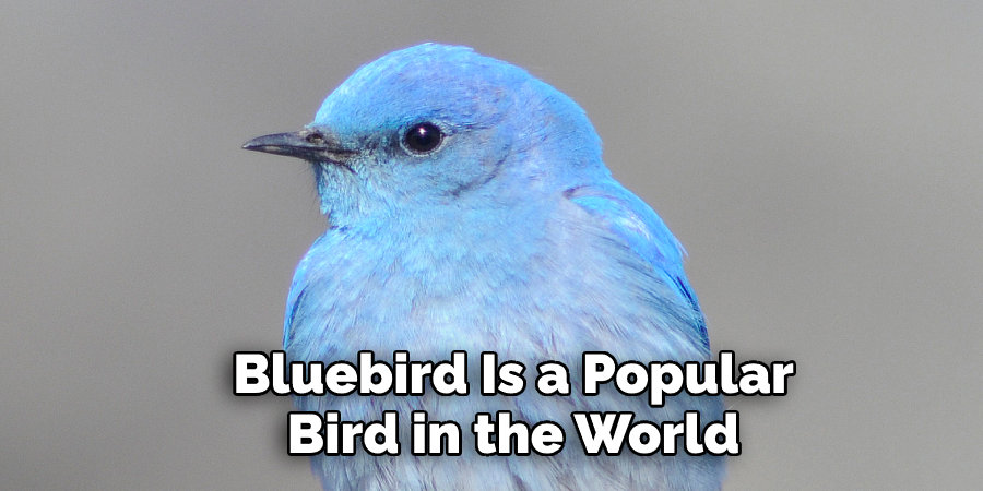 Bluebird Is a Popular Bird in the World