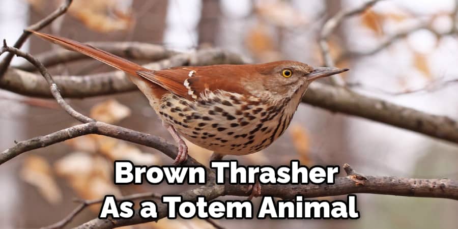 Brown Thrasher  As a Totem Animal