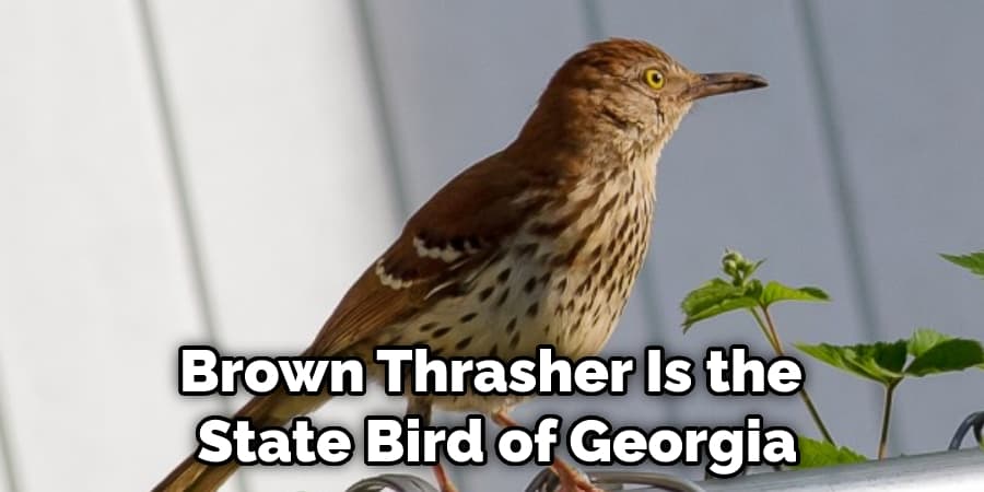 Brown Thrasher Is the  State Bird of Georgia
