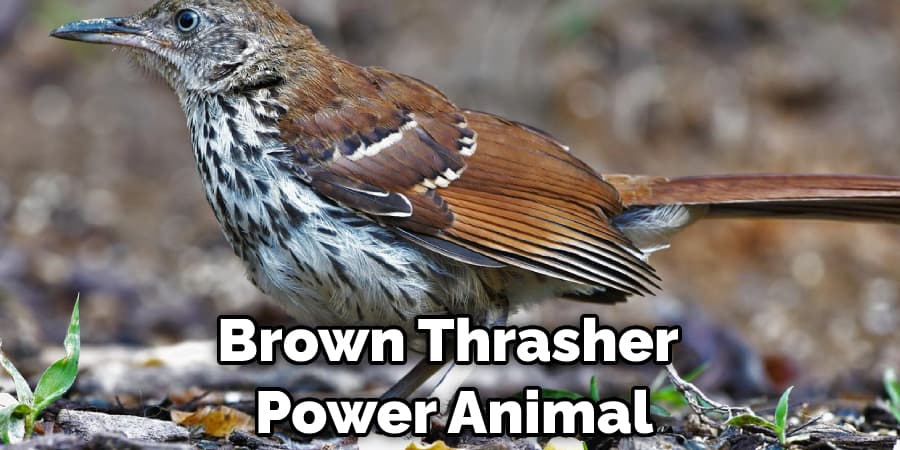 Brown Thrasher  Power Animal