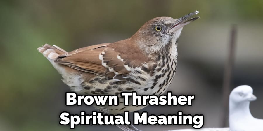 Brown Thrasher  Spiritual Meaning