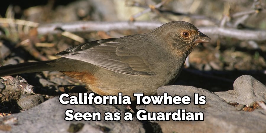 California Towhee Is  Seen as a Guardian