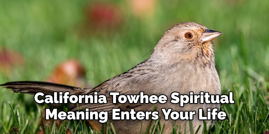 California Towhee Spiritual  Meaning Enters Your Life