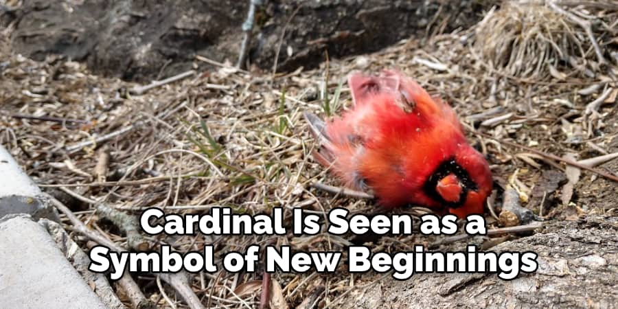 Cardinal Is Seen as a Symbol of New Beginnings