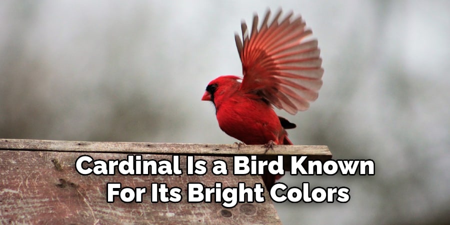 Cardinal Is a Bird Known  For Its Bright Colors 