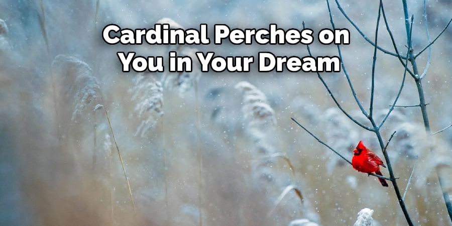 Cardinal Perches on You in Your Dream