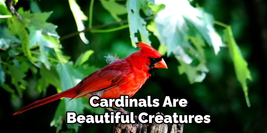 Cardinals Are Beautiful Creatures