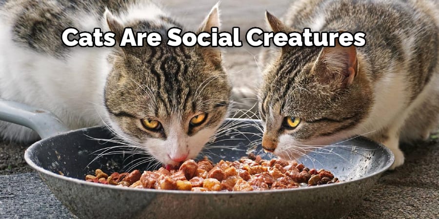 Cats Are Social Creatures