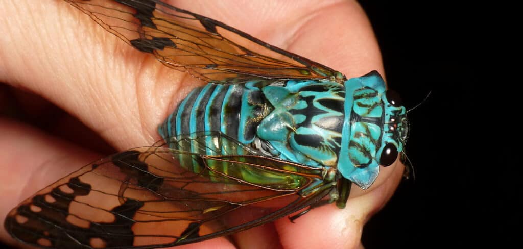 Cicada Dream Meaning