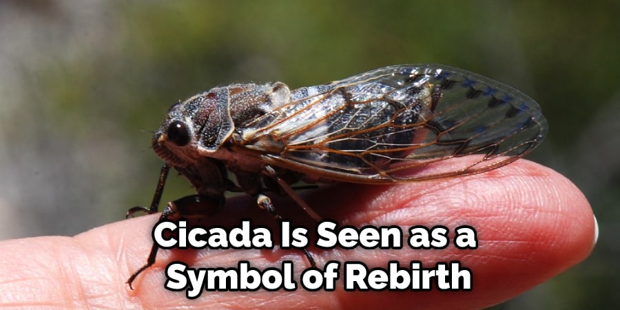 Cicada Is Seen as a  Symbol of Rebirth
