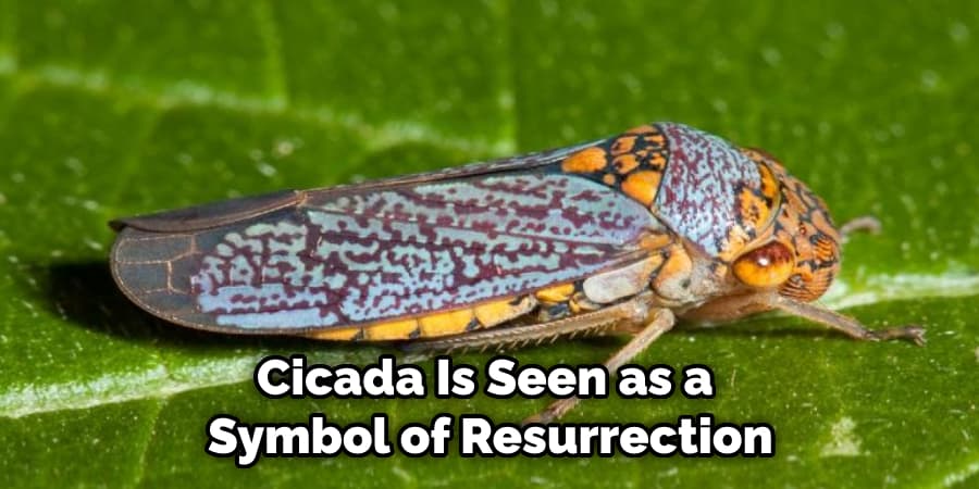 Cicada Is Seen as a  Symbol of Resurrection