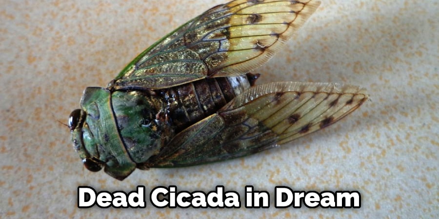 Dead Cicada in Dream