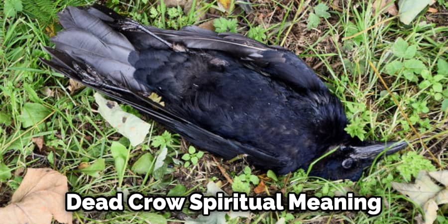 Dead Crow Spiritual Meaning