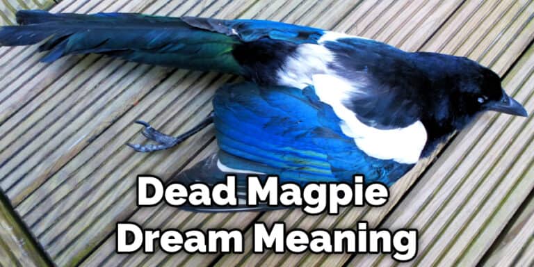 dead-magpie-symbolism-detailed-explanation-2022