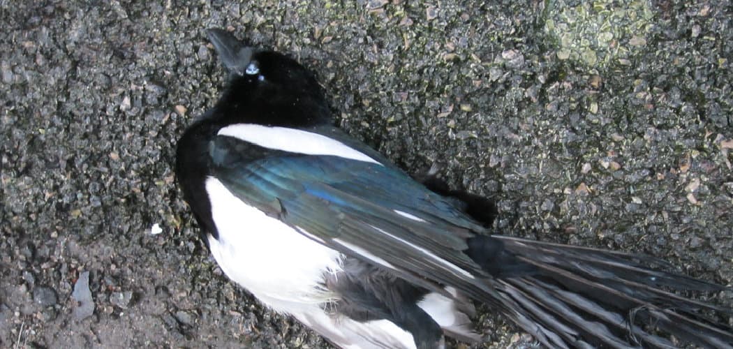 Dead Magpie Symbolism