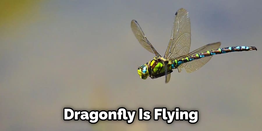 Dragonfly Is Flying