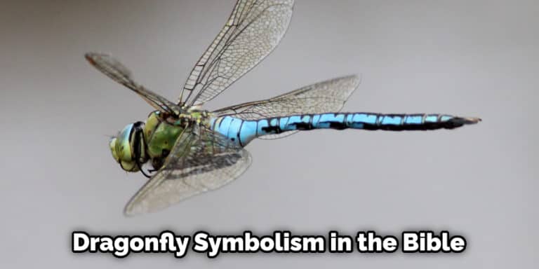 Dragonfly Symbolism In The Bible Detailed Guide 2022 dragonfly-symbolism-in-the-bible-detailed-guide-2022