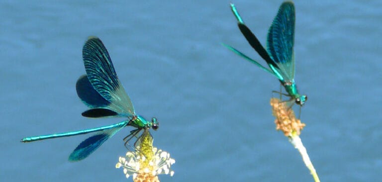 Dragonfly Symbolism In The Bible Detailed Guide 2022 dragonfly-symbolism-in-the-bible-detailed-guide-2022